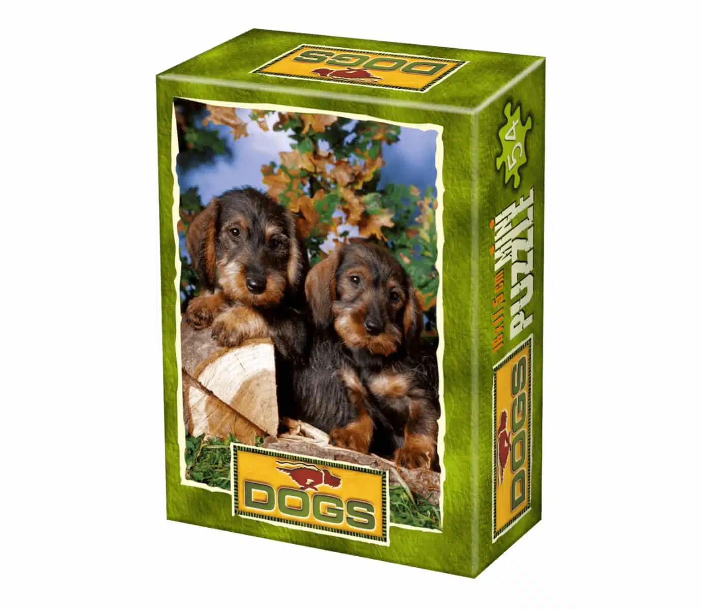 Wire-Haired Dachshund Puppies
