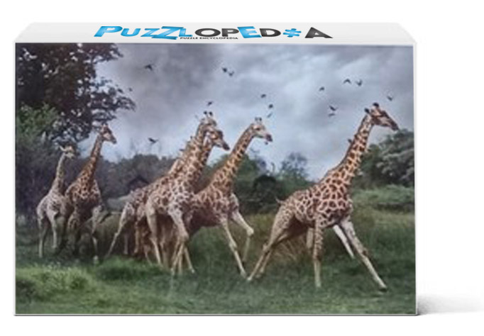 Giraffes Running, Moremi, Bostwana