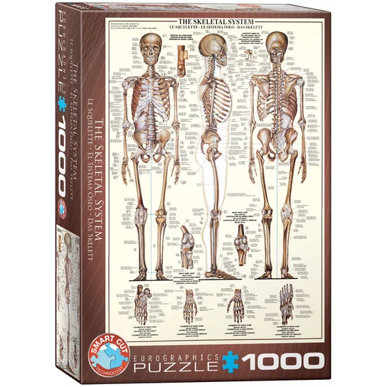 The Skeletal System