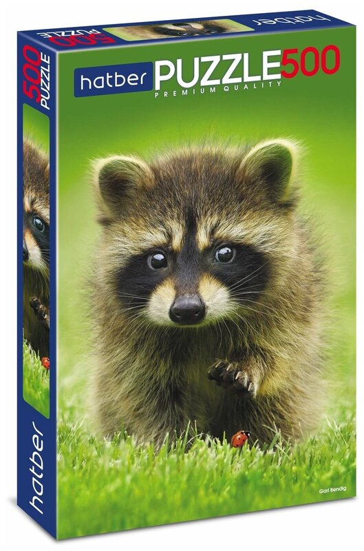 Raccoon